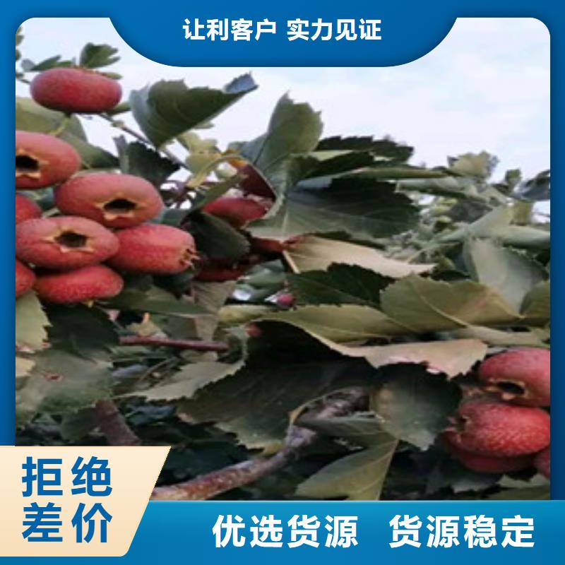 山楂苗品質保證