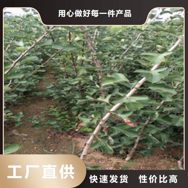 山楂苗生產商_興海苗木種植合作社定制零售批發