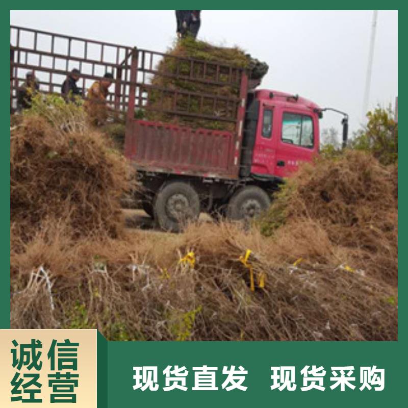 石榴苗优选厂家
