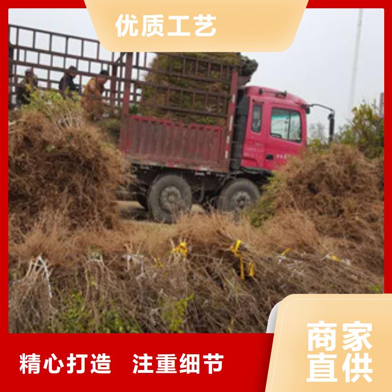 石榴苗规格库存充足_2025本地报价