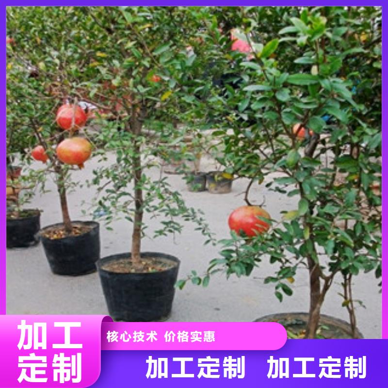 石榴苗廠家放心購(gòu)