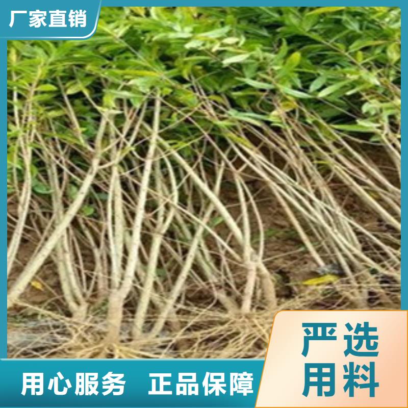 生產(chǎn)銷售#石榴苗#的廠家