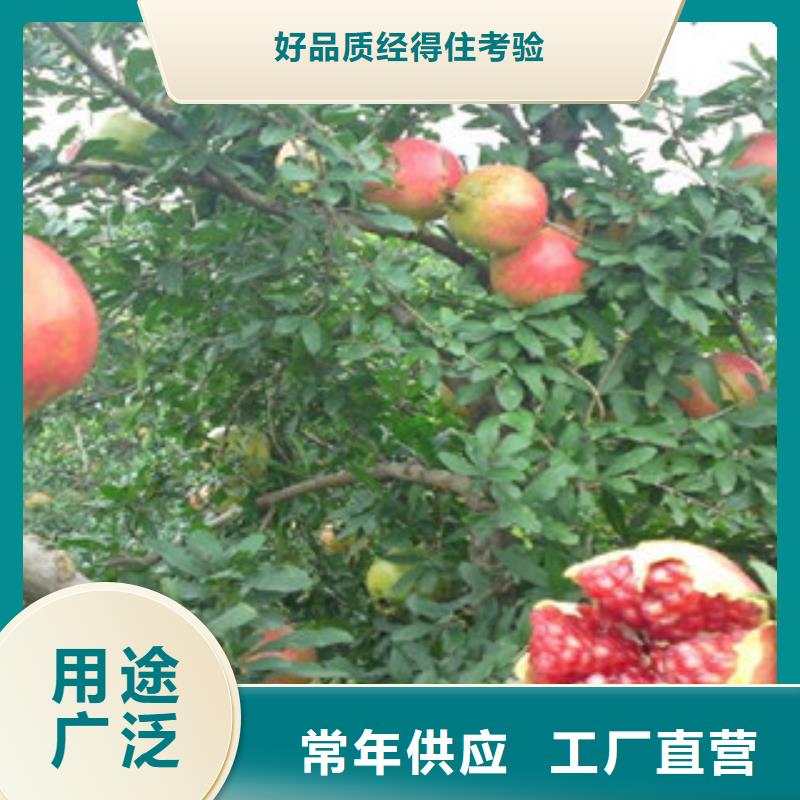 石榴苗服務(wù)貼心