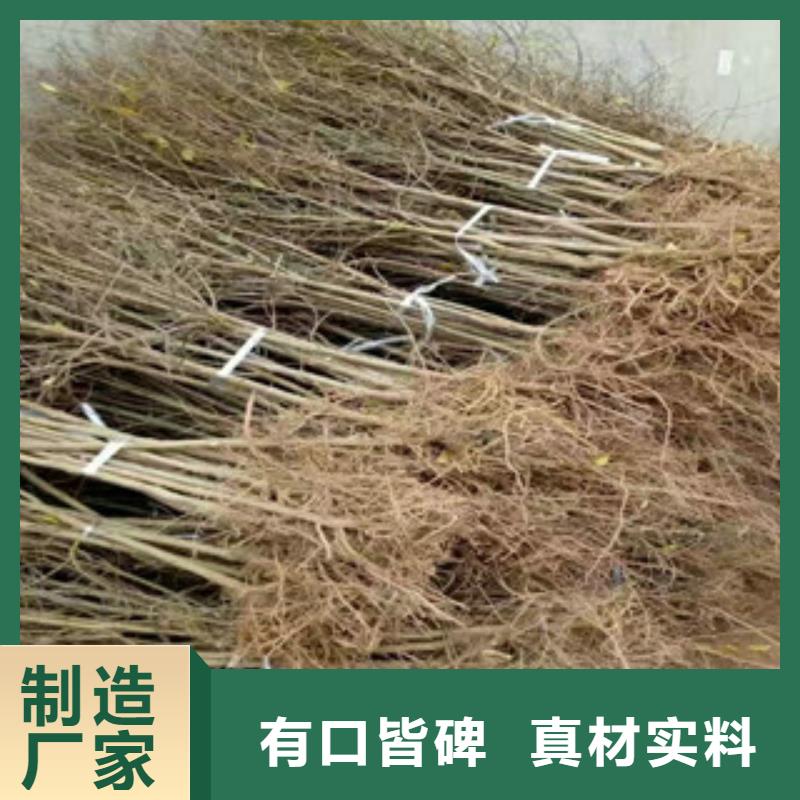 石榴苗货源足