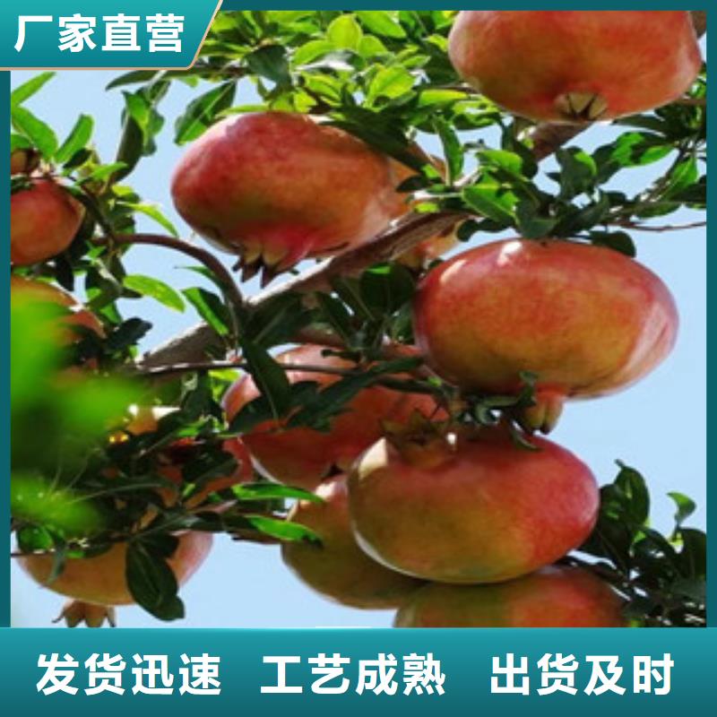 批发石榴苗的公司