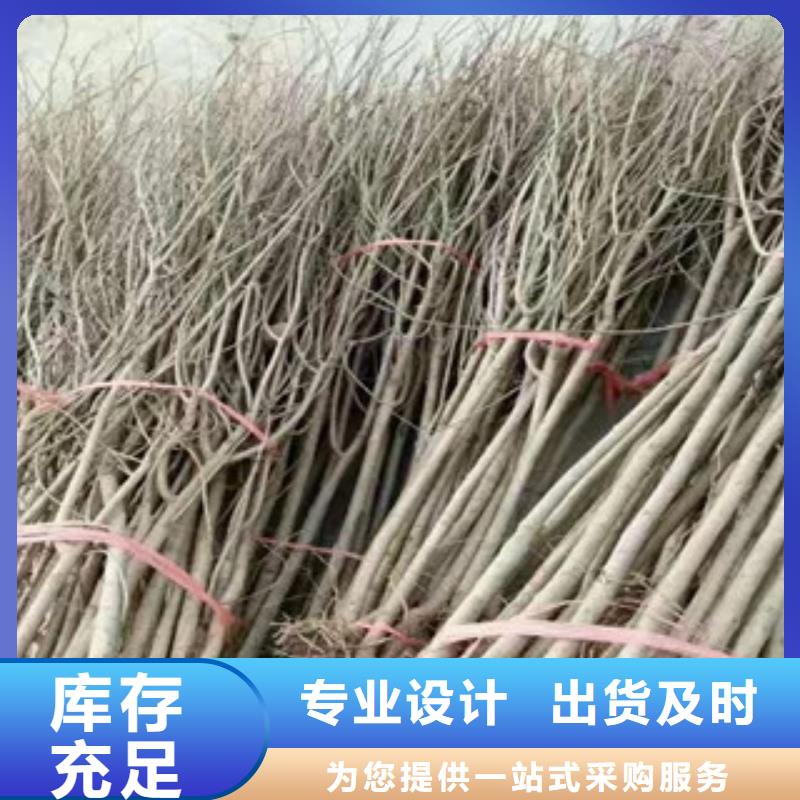 好消息：石榴苗厂家优惠直销