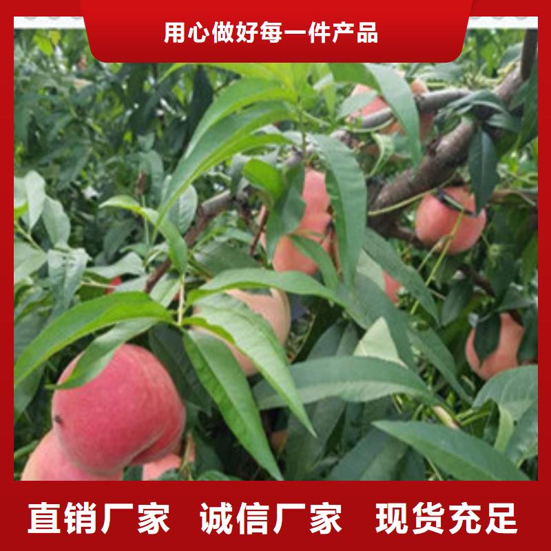 桃子苗匠心品质