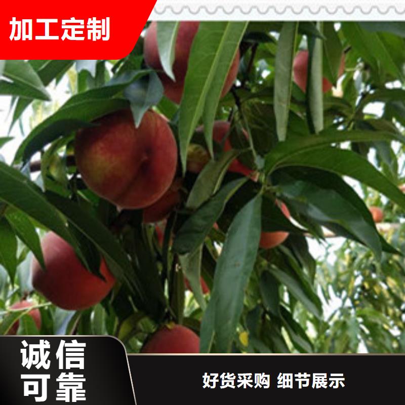 西安销售超红珠油桃树苗品种介绍