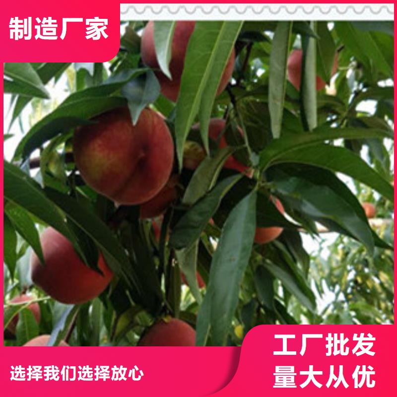 《长春》购买中油21桃树苗种植方法