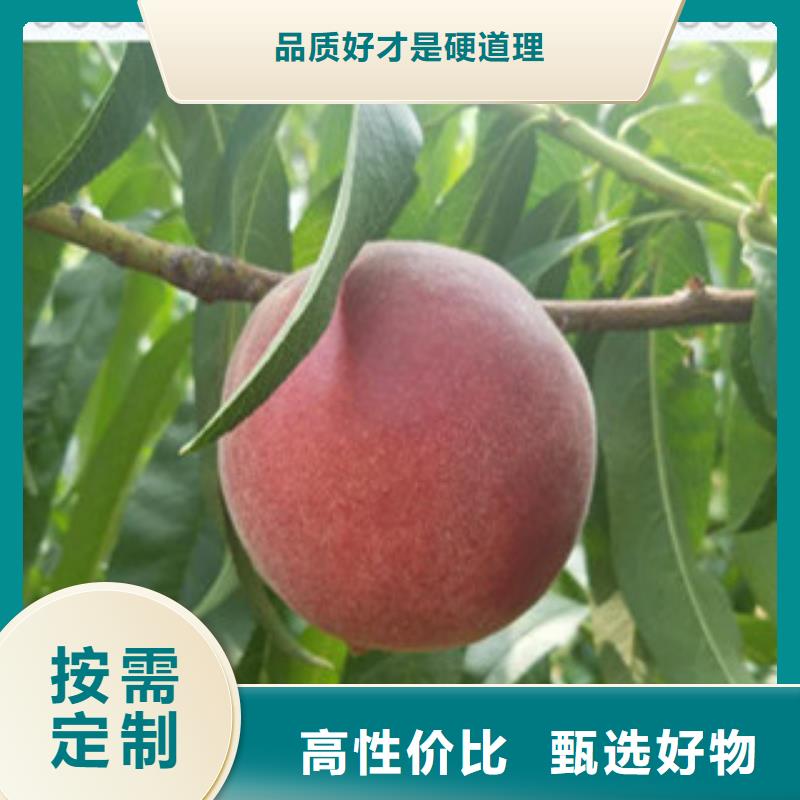 成都定制超红珠油桃树苗生产基地