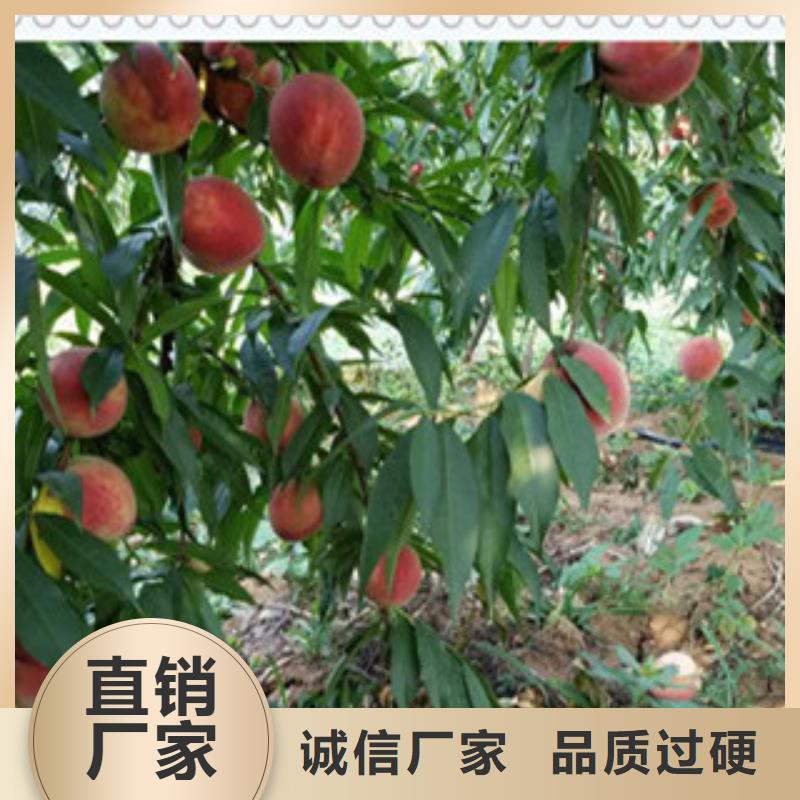 桃子苗质量严格把控