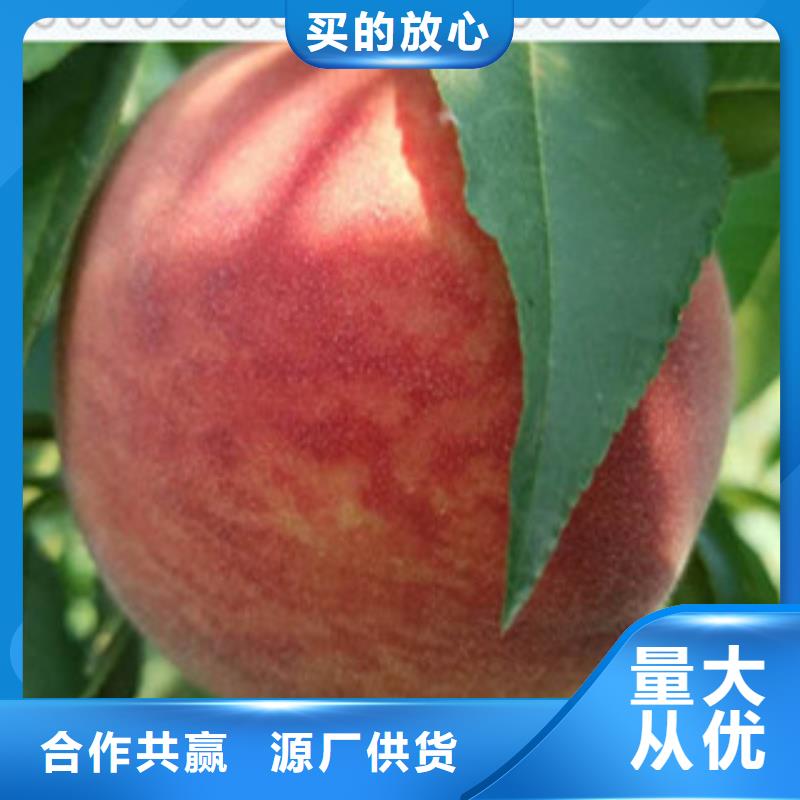 西安销售超红珠油桃树苗品种介绍