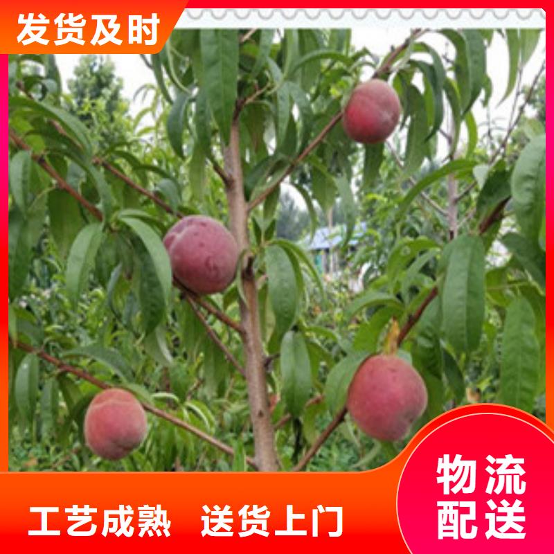 上海附近突围桃树苗多少钱一株
