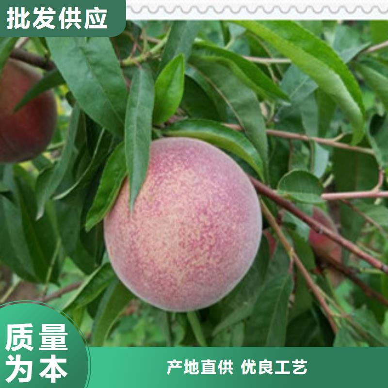 【阳泉】定制永莲蜜桃4号桃树苗新品种