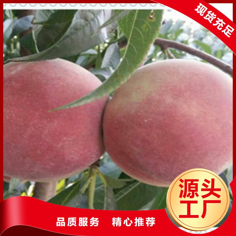<龙岩>优选《兴海》夏甜桃树苗品种