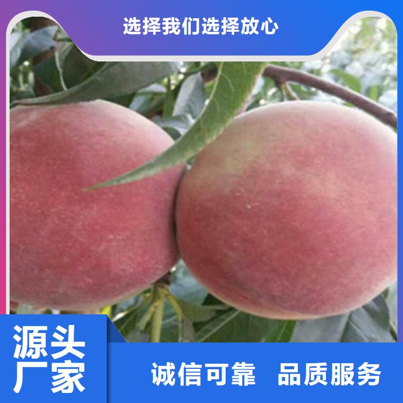 (广州)厂家直发<兴海>中农蟠桃10号桃树苗品种