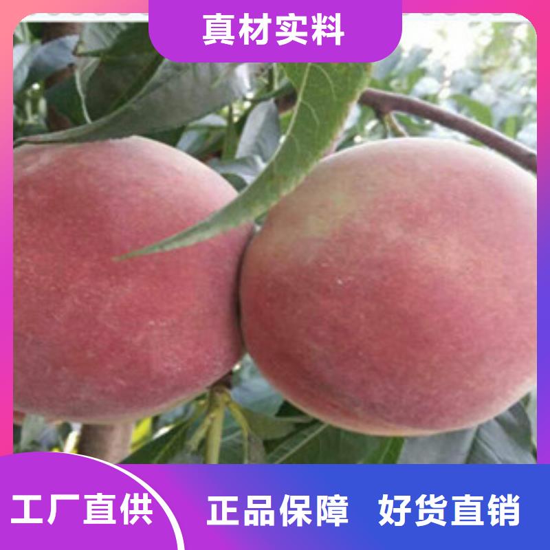 <安康>产品优势特点【兴海】晚熟油桃树苗专业合作社