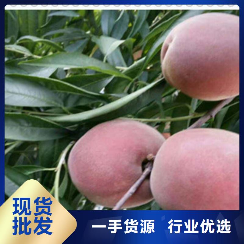 <湛江>批发兴海夏甜桃树苗品种大全