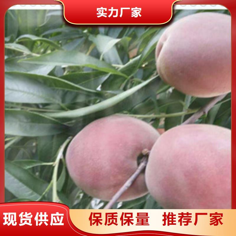 《东莞》直供<兴海>极早红油桃树苗出售