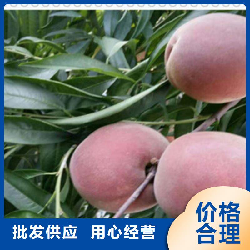《长春》符合行业标准兴海新川中岛桃树苗品种大全