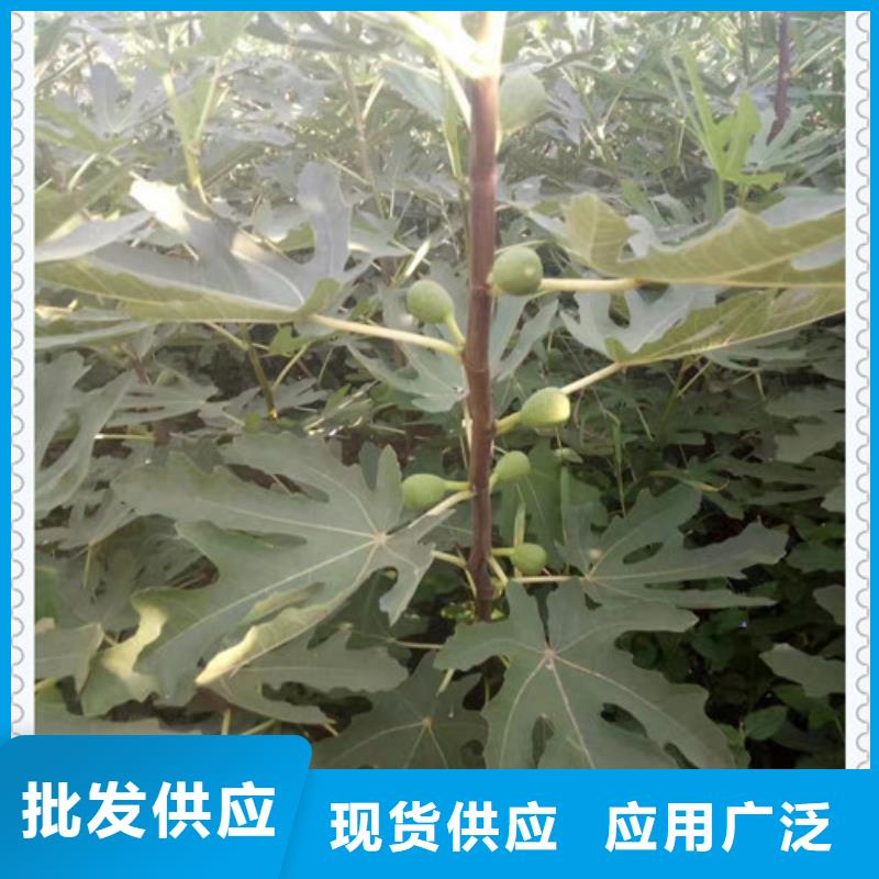 采购无花果苗必看-售后保证