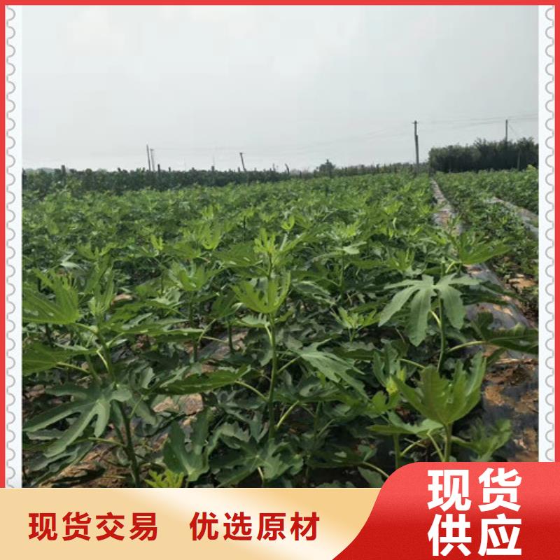 無花果苗快速下單