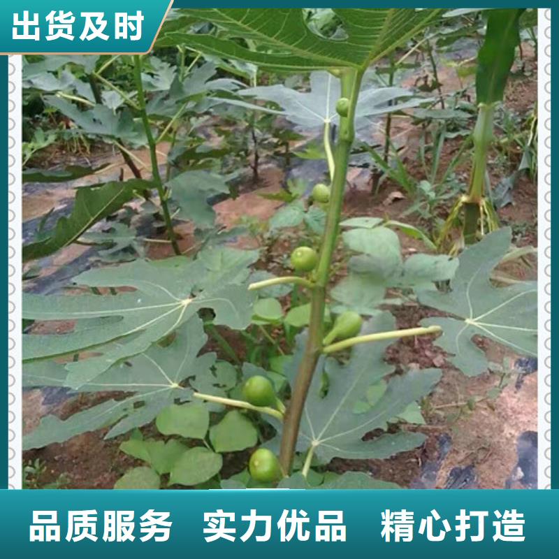 无花果苗的用途分析