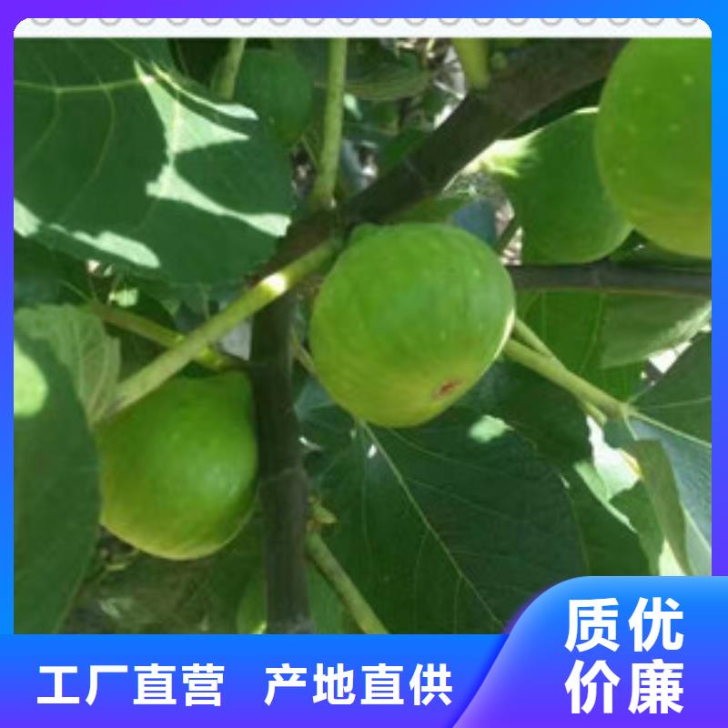 2025质量可靠##无花果苗##厂家批发