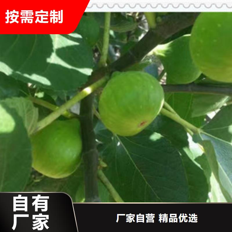無花果苗誠信商家