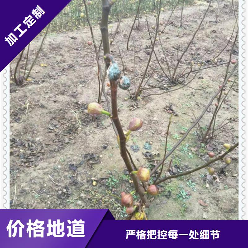 2025质量可靠##无花果苗##厂家批发