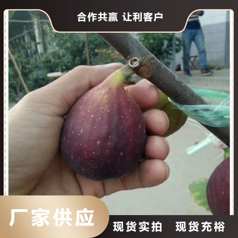 无花果苗可定制厂家