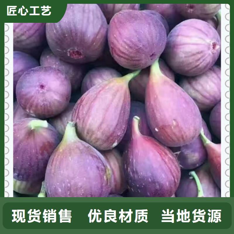 誠信的無花果苗廠家