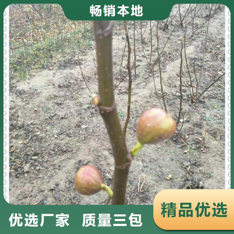 无花果苗可定制厂家