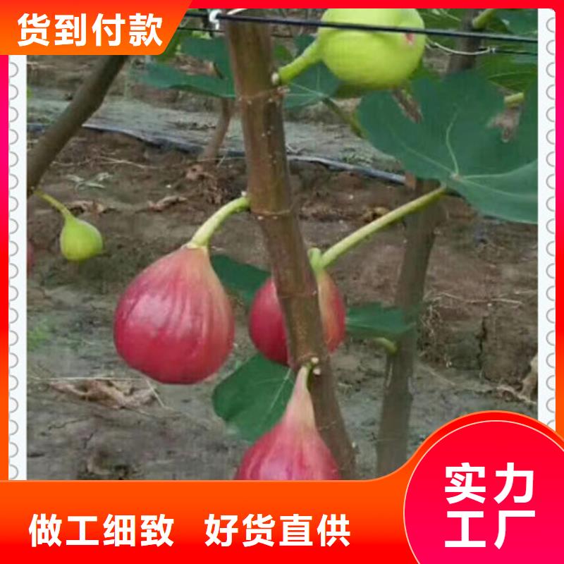 无花果苗的用途分析