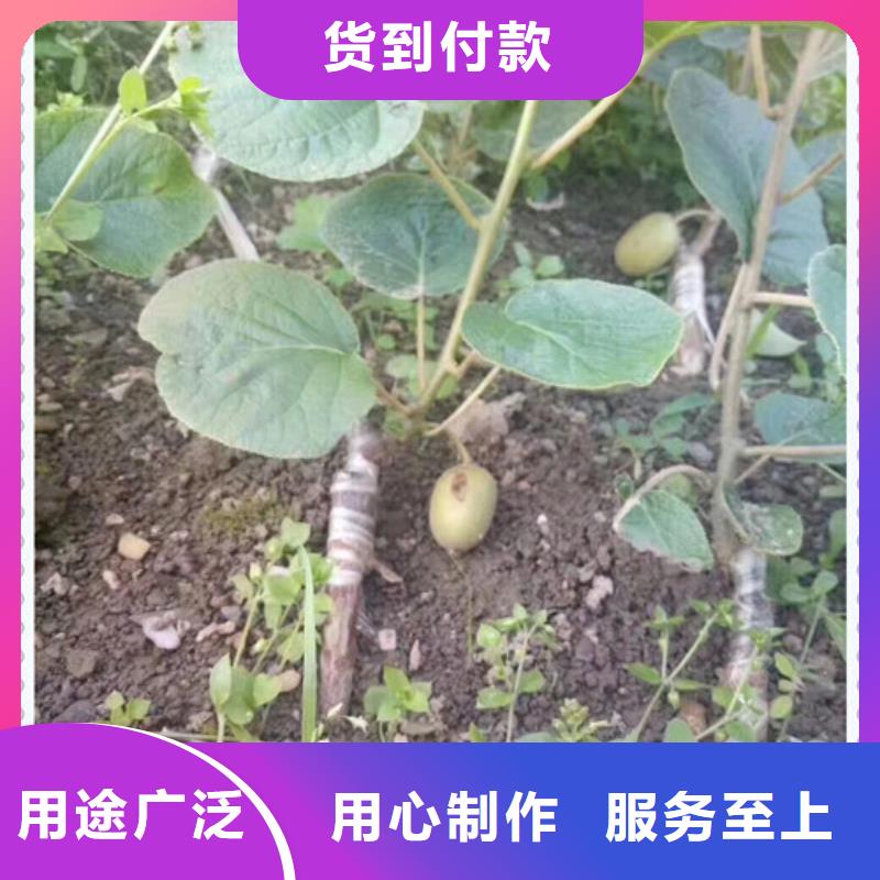 台湾当地兴海1年生波姬红无花果栽培时间