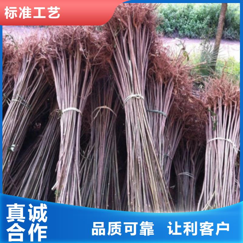 香椿苗下單即生產