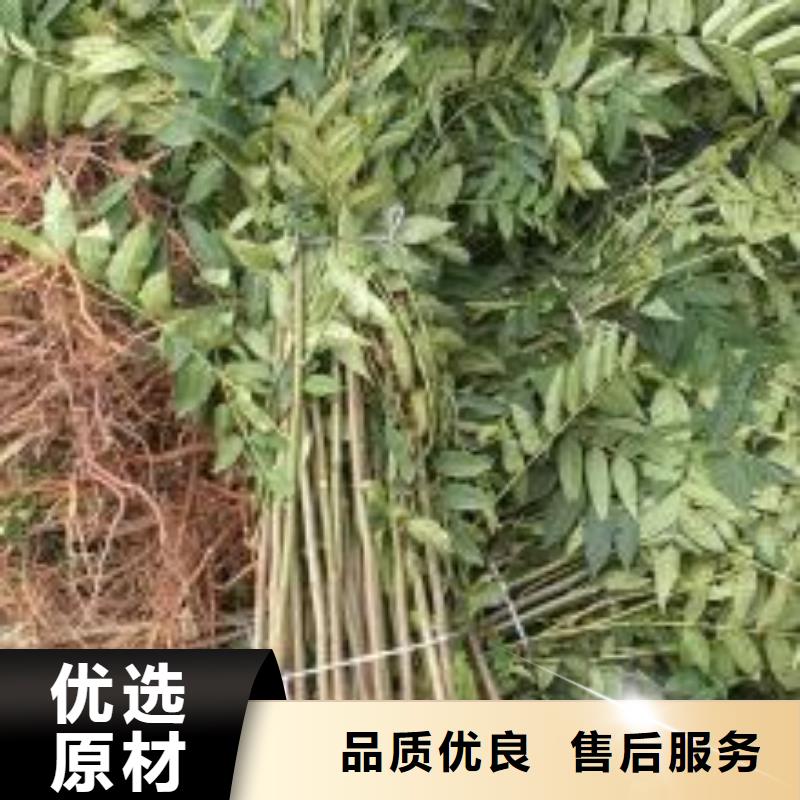 香椿苗供應商可定制