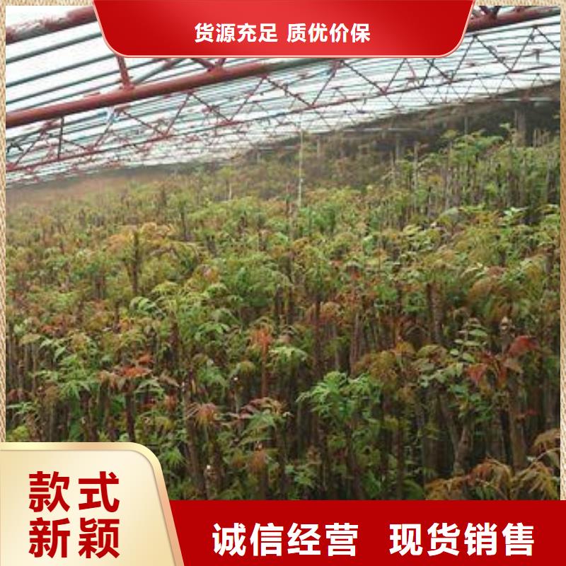 香椿苗物美价廉厂家