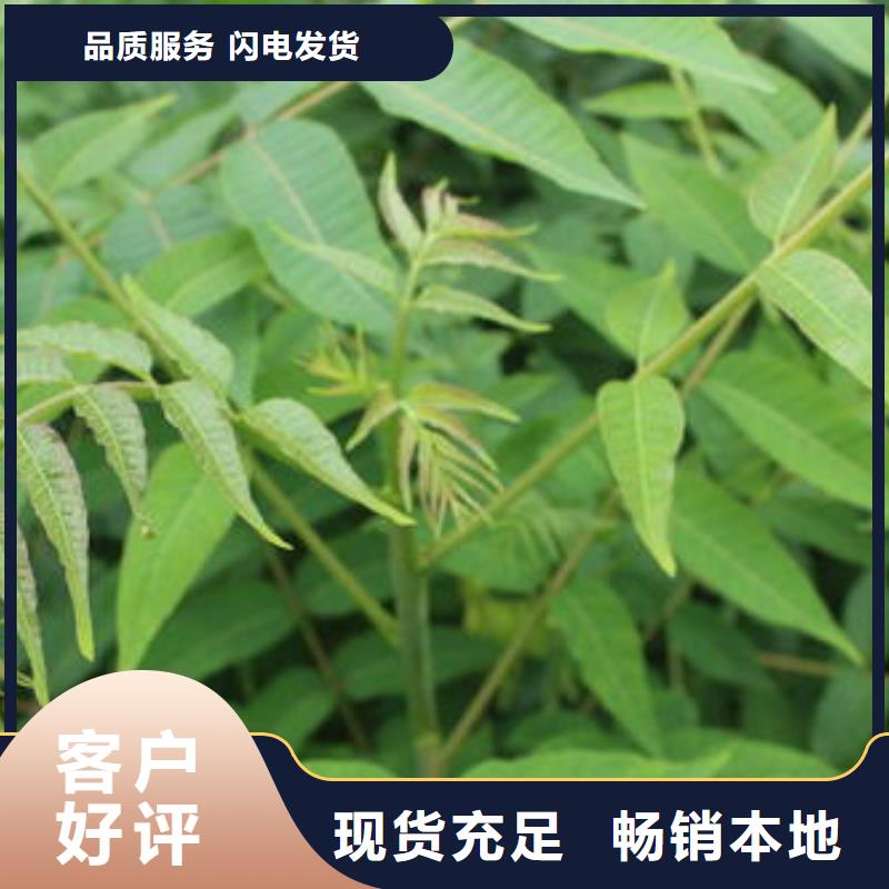 香椿苗經久好用
