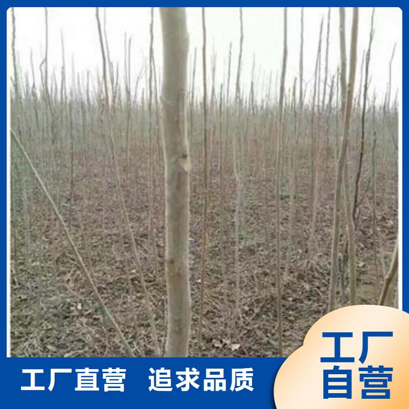 香椿苗物美价廉厂家
