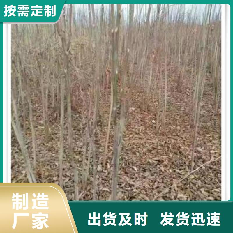 香椿苗獲取報(bào)價(jià)本地制造商