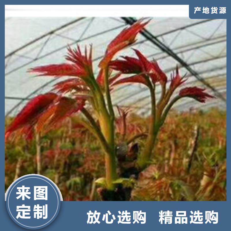 香椿苗10年生產(chǎn)廠家