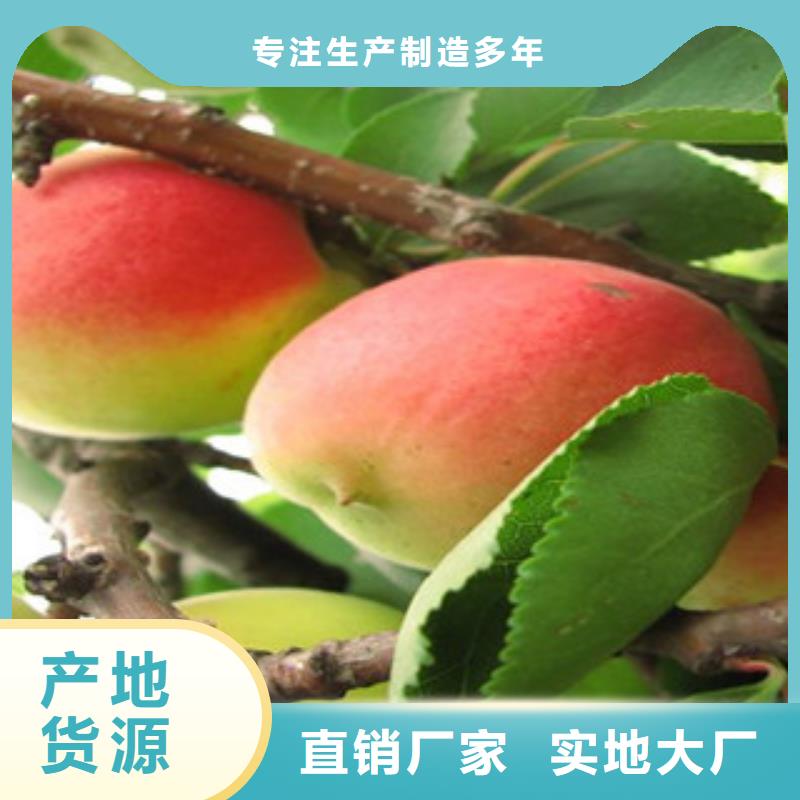 杏苗合格才出廠