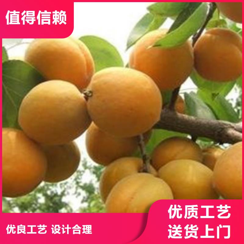 杏苗工藝先進(jìn)