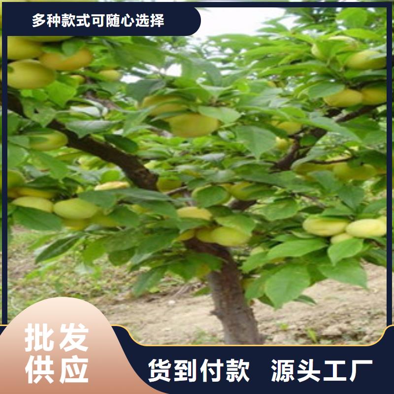 杏苗廠家-認準興海苗木種植合作社