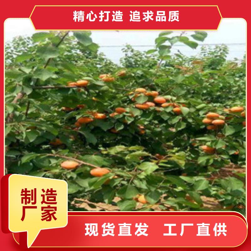 杏苗工廠直銷(xiāo)