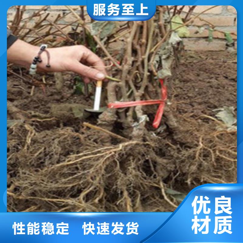 猕猴桃苗-只做精品