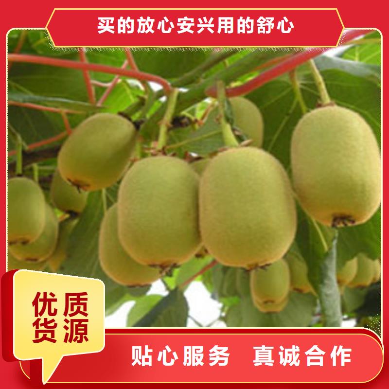 獼猴桃苗1真誠的服務選擇大廠家省事省心