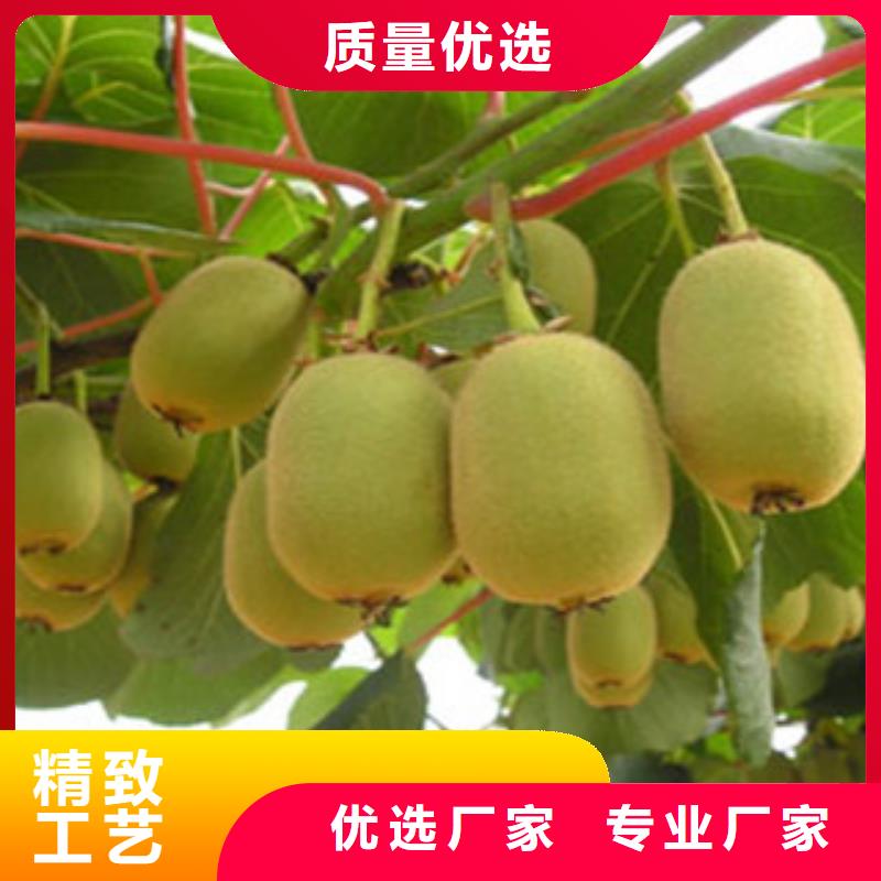 歡迎來訪-獼猴桃苗廠家