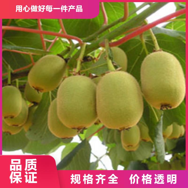 采購獼猴桃苗1必看-專業(yè)品質